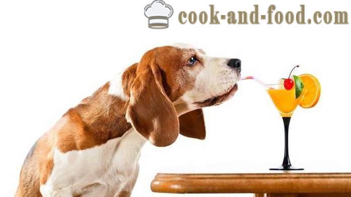 Christmas cocktails and beverages in 2018 Year of the Dog - what drinks put on a New Year's table in 2018, alcoholic and non-alcoholic recipes