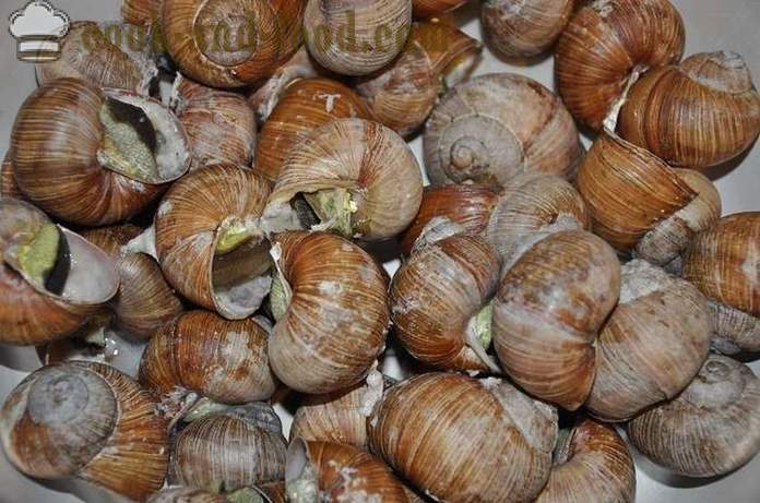 Preparation of snails at home - how to prepare snails delicious recipe with a photo