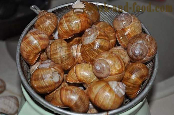 Preparation of snails at home - how to prepare snails delicious recipe with a photo