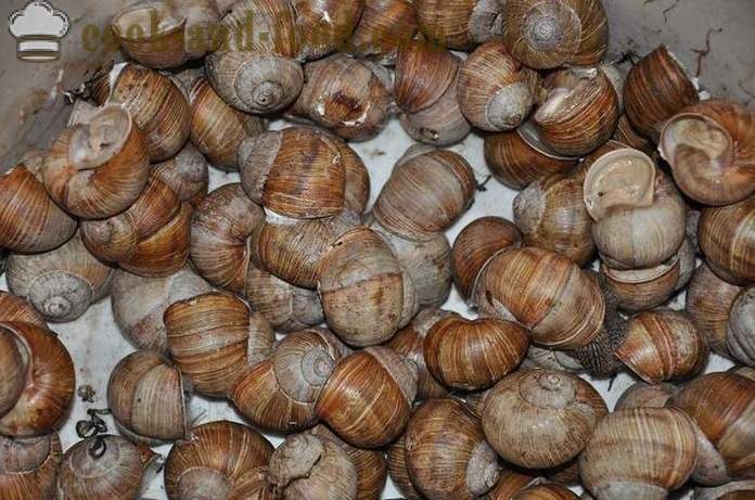 Preparation of snails at home - how to prepare snails delicious recipe with a photo