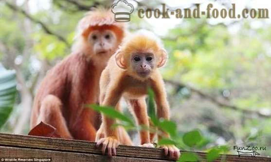 Beautiful Monkey New Year 2016 - the best Christmas photos and pictures with cute monkey.