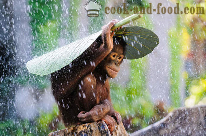 Beautiful Monkey New Year 2016 - the best Christmas photos and pictures with cute monkey.